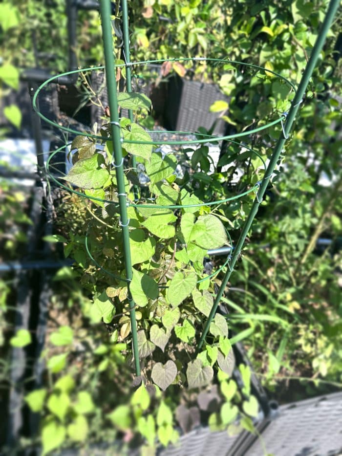 Gardener 53698 Tırmanan Bitkiler İçin Halkalı Destek (Sarmaşık) Çubuğu - 90 cm - Görsel 3