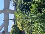 Gardener 53698 Tırmanan Bitkiler İçin Halkalı Destek (Sarmaşık) Çubuğu - 90 cm - Görsel 5