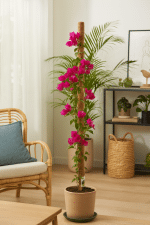Gardener KKS080 Koko Sarmaşık Çubuğu - 80 cm - Görsel 4