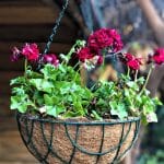 Gardener KKZ030 Koko Sepet Zincir Askılı 30 cm