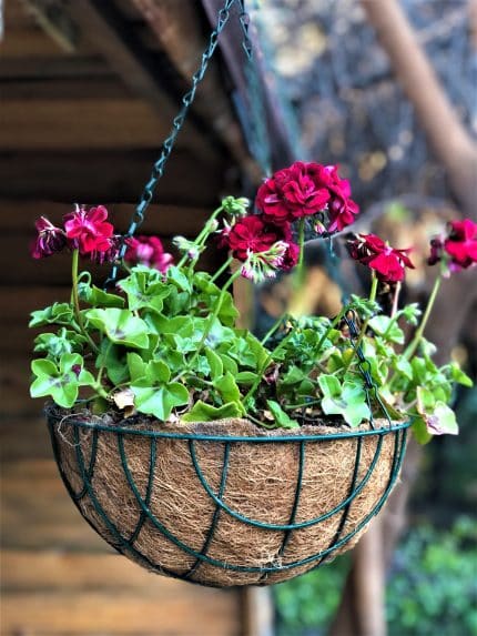 Gardener KKZ030 Koko Sepet Zincir Askılı 30 cm